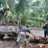 Harga Sawit Simalungun Kembali Menguat, DPRD Desak Pemerintah Jaga Stabilitas Harga