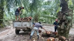 Harga Sawit Simalungun Kembali Menguat, DPRD Desak Pemerintah Jaga Stabilitas Harga Petani sawit di Simalungun sedang memuat Tandan Buah Segar (TBS) ke truk untuk dijual ke PKS.