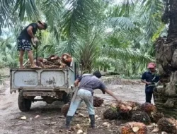 Harga Sawit Simalungun Kembali Menguat, DPRD Desak Pemerintah Jaga Stabilitas Harga