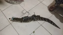 Penemuan anak buaya sepanjang 1 meter di Jalan Rakutta Sembiring, Pematangsiantar yang diamankan warga dan polisi.