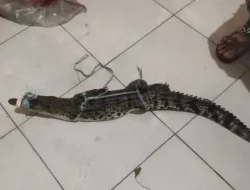 Buaya di Pematangsiantar: Penemuan Anak Buaya 1 Meter di Jalan Rakutta Sembiring Hebohkan Warga