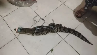 Penemuan anak buaya sepanjang 1 meter di Jalan Rakutta Sembiring, Pematangsiantar yang diamankan warga dan polisi.