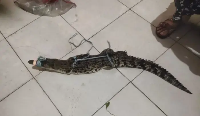 Penemuan anak buaya sepanjang 1 meter di Jalan Rakutta Sembiring, Pematangsiantar yang diamankan warga dan polisi.