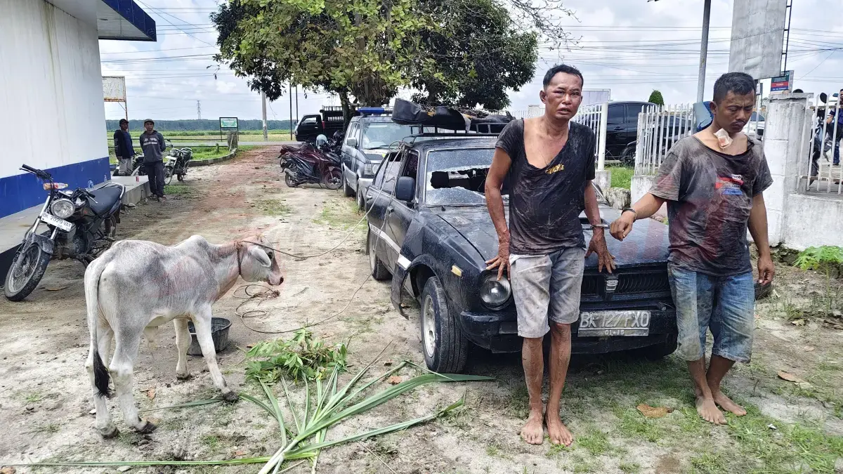 Polsek Dolok Batu Nanggar tangkap pelaku pencurian anak lembu di Simalungun
