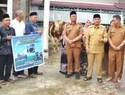 Sapi Kurban Presiden Prabowo Seberat 831 Kg Diserahkan Bupati Simalungun di Gunung Malela
