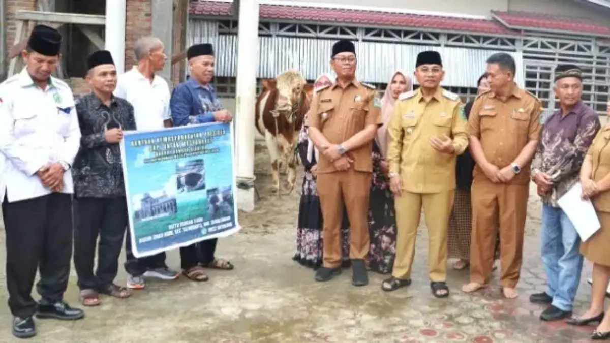 Bupati Simalungun Anton Achmad Saragih menyerahkan sapi kurban seberat 831 kg bantuan Presiden Prabowo Subianto kepada BKM Al-Aksho di Gunung Malela.