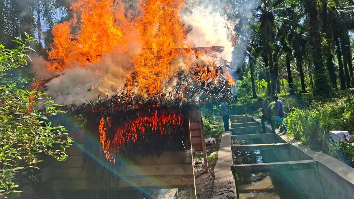 Polres Simalungun Bakar Gubuk Narkoba di Tanah Jawa, 5 Tersangka Diringkus Petugas Sat Narkoba Polres Simalungun bersama warga membakar gubuk yang dijadikan sarang transaksi narkoba di Tanah Jawa.
