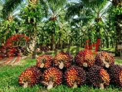 Harga TBS Sawit Sumut Capai Rp 3.360/kg, Berikut Daftar Harga di 15 Daerah