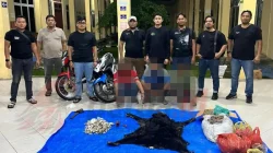 Polres Simalungun Gagalkan Perdagangan Satwa Dilindungi, 30 Kg Sisik Trenggiling dan Bagian Tubuh Satwa Langka Disita Polres Simalungun Gagalkan Perdagangan Satwa Dilindungi, 30 Kg Sisik Trenggiling Disita