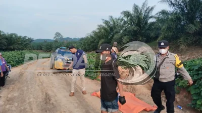 Sempat Dikabarkan Hilang, Polsek Gunung Malela Temukan Nenek Hermin Lasih Silalahi dalam Kondisi Membusuk
